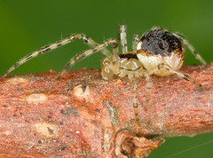 Theridion varians