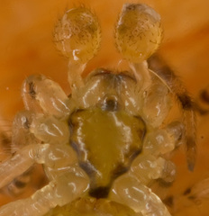 Theridion varians