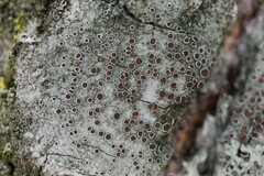 Lecanora horiza