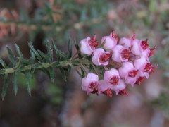 Erica strigosa