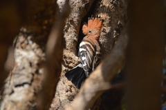 Upupa epops africana