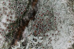 Lecanora horiza