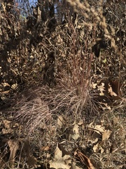 Schizachyrium scoparium