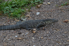 Varanus niloticus