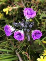 Thysanotus multiflorus