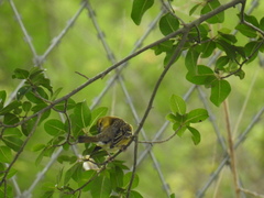 Ploceus cucullatus spilonotus