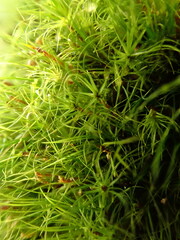 Dicranodontium denudatum