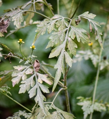 Bidens bipinnata