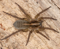 Trochosa terricola