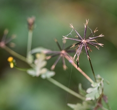 Bidens bipinnata