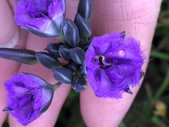 Thysanotus multiflorus