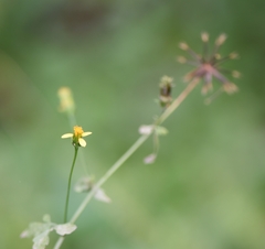 Bidens bipinnata