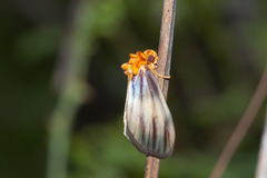 Eulithosia plesioglauca