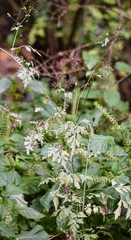Bidens bipinnata