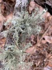 Usnea