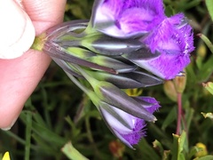 Thysanotus multiflorus
