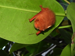 Kerivoula picta