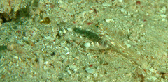 Fusigobius melacron