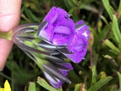 Thysanotus multiflorus