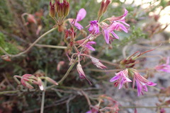 Pelargonium multicaule multicaule
