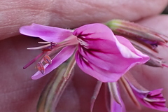 Pelargonium multicaule multicaule