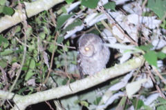 Otus spilocephalus