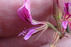 Pelargonium multicaule multicaule