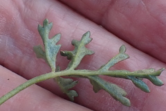Pelargonium multicaule multicaule