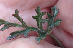 Pelargonium multicaule multicaule