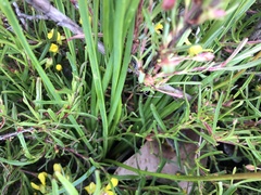 Thysanotus multiflorus