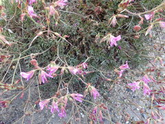 Pelargonium multicaule multicaule