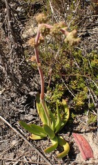 Crassula nudicaulis