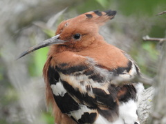 Upupa epops africana