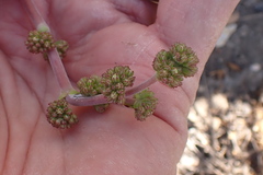 Crassula nudicaulis