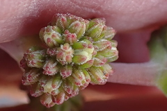 Crassula nudicaulis