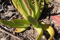 Crassula nudicaulis