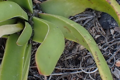 Crassula nudicaulis