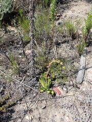 Crassula nudicaulis