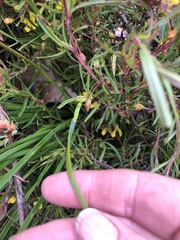 Thysanotus multiflorus