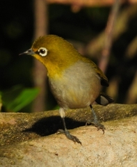 Zosterops virens capensis