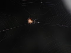 Eriovixia pseudocentrodes