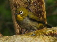 Zosterops virens capensis