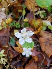 Parnassia asarifolia