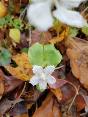 Parnassia asarifolia