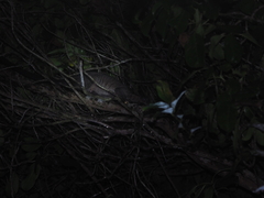 Arctogalidia trivirgata