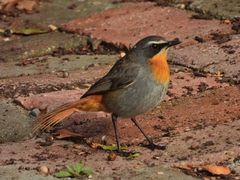 Cossypha caffra caffra