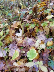 Parnassia asarifolia