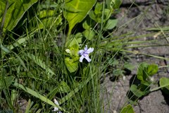 Ruellia cordata