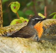 Cossypha caffra caffra