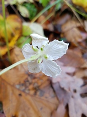 Parnassia asarifolia
